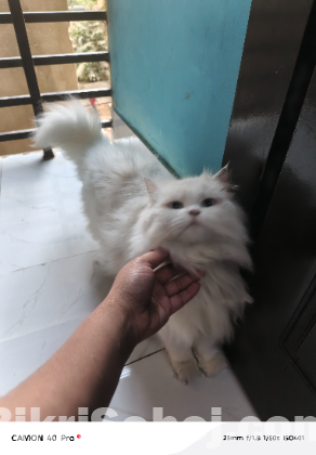 Pure Persian female cat for sell